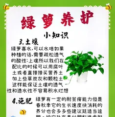The Secret to Caring for Devil's Ivy