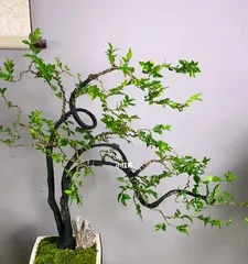How to Care for Blackbone Tea Bonsai (Precautions and Care Methods, Improving Ornamental Effect)1