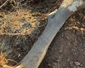 How many pounds per acre does the mulberry tree yield? (Exploring the secrets of mulberry productivity, take you on a journey of discovery!)