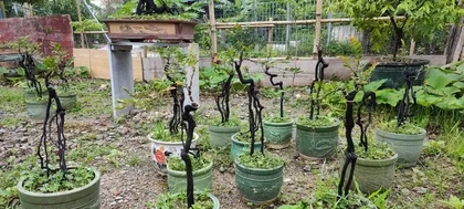 How to Care for Blackbone Tea Bonsai (Precautions and Care Methods, Improving Ornamental Effect)2