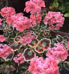 Does Trichosanthes kirilowii prefer sunlight or shade? (Analyzing how the growth environment affects the growth of Trichosanthes kirilowii)