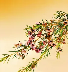 Winter Jasmine — The Fragrance in Winter (Savoring the Freshness, Appreciating the Features)