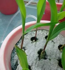 How to deal with the issue of dry leaf tips in indoor plants? (Start from these aspects to help you easily solve the problem of dry leaf tips in indoor plants.)