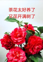 Camellia Planting Guide (From Seed to Flower, Create Your Own Camellia Garden)