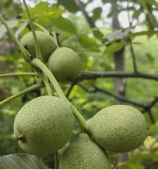 How many years does it take for black walnut trees to bear fruit? (Analysis of the growth cycle and key factors of black walnut trees)