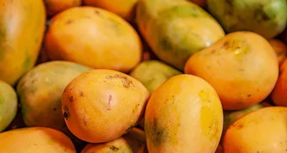 Exploring the Homeland of Hainan Mango (Mango Cultivation Areas and Variety Characteristics in Hainan)