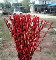 Silver Willow Blossoming Time (Exploring the blooming time of silver willow flowers, analyzing the growth habits of silver willow trees)