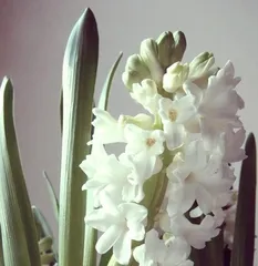 Prevention methods for root nematodes in hyacinths (protect your hyacinth garden from root nematode damage)