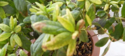 Complete Guide to Summer Care for Azaleas (Summer Cultivation Methods All-in-One, Making Your Azaleas' Blooming Season More Beautiful)