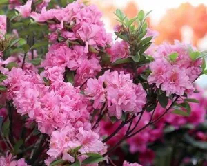 Complete Guide to Summer Care for Azaleas (Summer Cultivation Methods All-in-One, Making Your Azaleas