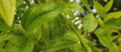Investigating the Causes of Walnut Fruit Drop (Analyzing the Phenomenon of Walnut Fruit Drop on Trees and Solving the Annoyances of Walnut Growers)
