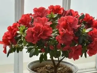 Complete Guide to Summer Care for Azaleas (Summer Cultivation Methods All-in-One, Making Your Azaleas