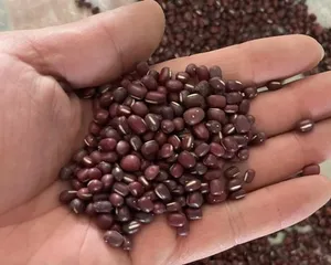 The planting time and methods for Adzuki beans (Mastering adzuki bean planting techniques makes a bountiful harvest no longer a problem)