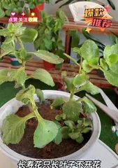 The reasons why plants grow poorly and scientific care methods (analyzing the reasons why plants grow poorly, teaching you scientific care methods to make plants thrive)