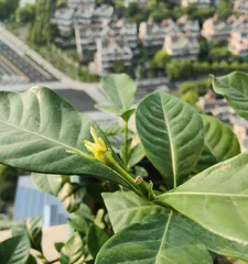 Unveiling the Illness of the Money Tree (Prevention and Treatment of Money Tree Illness, Creating a Healthy Green Environment)