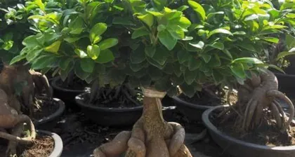 Is it worth trying to grow a bonsai fig tree at home? (A must-have choice for beautifying your living space)