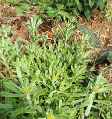 Grass of Joy: A Nutritional Treasury of the Miraculous Herb