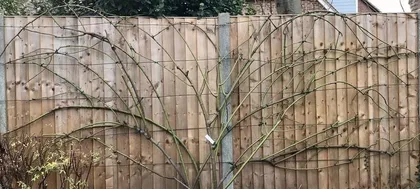 How to Effectively Address the Pest Problems of Climbing Roses (Master Key Techniques to Protect the Health of Climbing Roses)