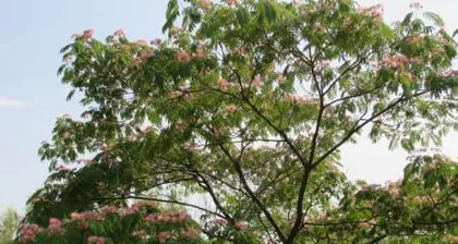 Is the honey locust tree fast-growing? (How tall can it grow in a year? Detailed explanation of honey locust tree growth rate)