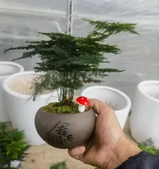 Dwarfing Asparagus Fern Cultivation Techniques (Creating Miniature Bonsai to Adorn Your Home with Dwarf Asparagus Ferns)