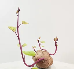 How to grow sweet potato slips in pots? (Full guide from germination to growth!)