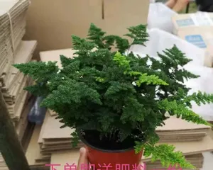 Dwarfing Asparagus Fern Cultivation Techniques (Creating Miniature Bonsai to Adorn Your Home with Dwarf Asparagus Ferns)1