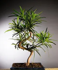 Dwarfing Asparagus Fern Cultivation Techniques (Creating Miniature Bonsai to Adorn Your Home with Dwarf Asparagus Ferns)2