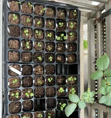 Is the pansy plant a perennial or an annual? (Decoding the life cycle and characteristics of pansy plants)