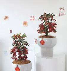 The Fuguzi  blooms for an entire year, unparalleled in beauty (A Fuguzi  that flowers for a whole year, the most exquisite in the world).