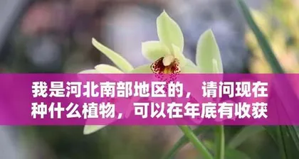 The picking and harvesting season of Artemisia selengensis (Mastering the picking time of Artemisia selengensis to enjoy delicious delicacies)