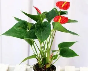 Biological Characteristics and Classification of Anthurium (Exploring the Morphological, Taxonomic, Growth Habits, and Species Characteristics of Anthurium Plants)