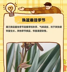 Watering and Fertilizing Methods After Repotting Bletilla Striata (How to Properly Water and Fertilize Bletilla Striata After Repotting)