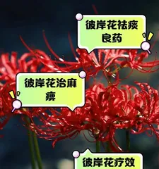 Secrets to Caring for Red Spider Lilies in Autumn (Comprehensive Guide on How to Grow Red Spider Lilies in Autumn)