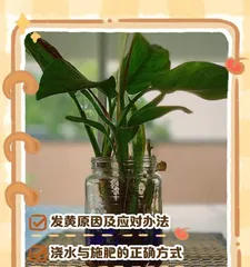 Causes and Solutions for Yellowing Leaves in Aquatic Plants (Exploring the Causes of Yellowing Leaves and Providing Effective Solutions)