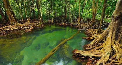 The Important Role of Morning Dew in Plants (Exploring the Mechanism of Dew's Function in Plant Growth)