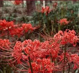 Secrets to Caring for Red Spider Lilies in Autumn (Comprehensive Guide on How to Grow Red Spider Lilies in Autumn)1