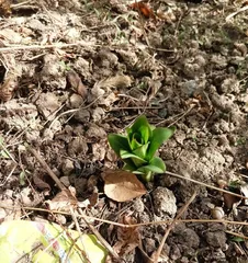 Analysis of Lily Planting Techniques (Can Lilies Be Planted in Soil? Detailed Planting Techniques)