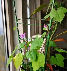 How should Malva sylvestris be cared for in winter? (Understand the key factors to ensure your Malva sylvestris survives the winter safely)