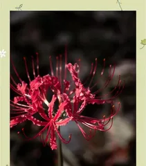 Secrets to Caring for Red Spider Lilies in Autumn (Comprehensive Guide on How to Grow Red Spider Lilies in Autumn)2