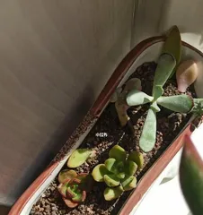 What should I do if the Fuma plant loses leaves? - How to solve the problem of Fuma plant losing leaves