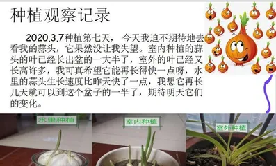 The growth environment of garlic (exploring the conditions for garlic growth to aid harvest)