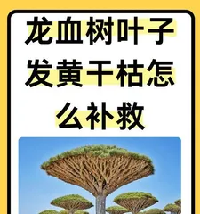 How to Save the Life of a Declining Dragon Tree (Revive the Leaves, Rejuvenate Your Dragon Tree)