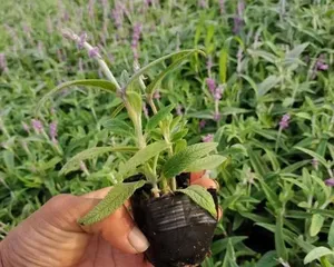 Causes and Treatment Methods for Soft Sage Leaves (Understanding the possible reasons for soft sage leaves and providing effective treatment methods)