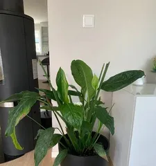 Timing and Precautions for Repotting Anthuriums (Key information you need to know to create healthy and beautiful anthuriums)