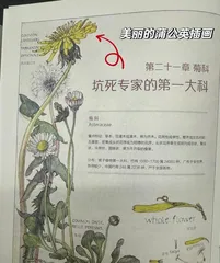 The Benefits of Eating Raw Lettuce (Exploring the Nutritional Value and Health Functions of Lettuce)