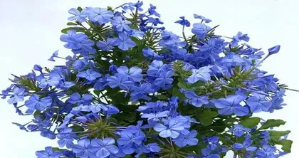 Types and Care Methods of Indoor Sun-Loving Flowers (Adding Color to Your Home, Enjoying a Life Like Sunshine)1