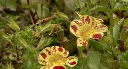 How does the Monkey Face Flower bloom in winter, the mystery of the Monkey Face Flower blooming in winter