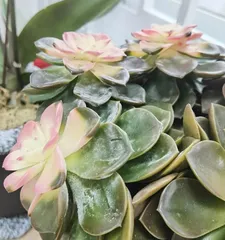 How to Care for Chocolate Echeveria (Simple Care for Chocolate Echeveria, Making You Obsessed)0