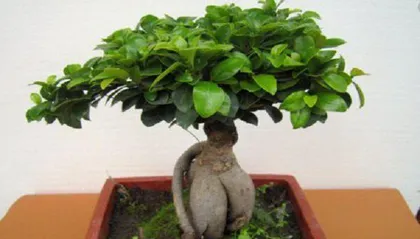The Benefits of Growing Ficus bonsai tree at Home (Exploring the Impact of Ficus bonsai tree on the Home Environment)