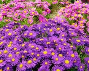 Types and Care Methods of Indoor Sun-Loving Flowers (Adding Color to Your Home, Enjoying a Life Like Sunshine)2